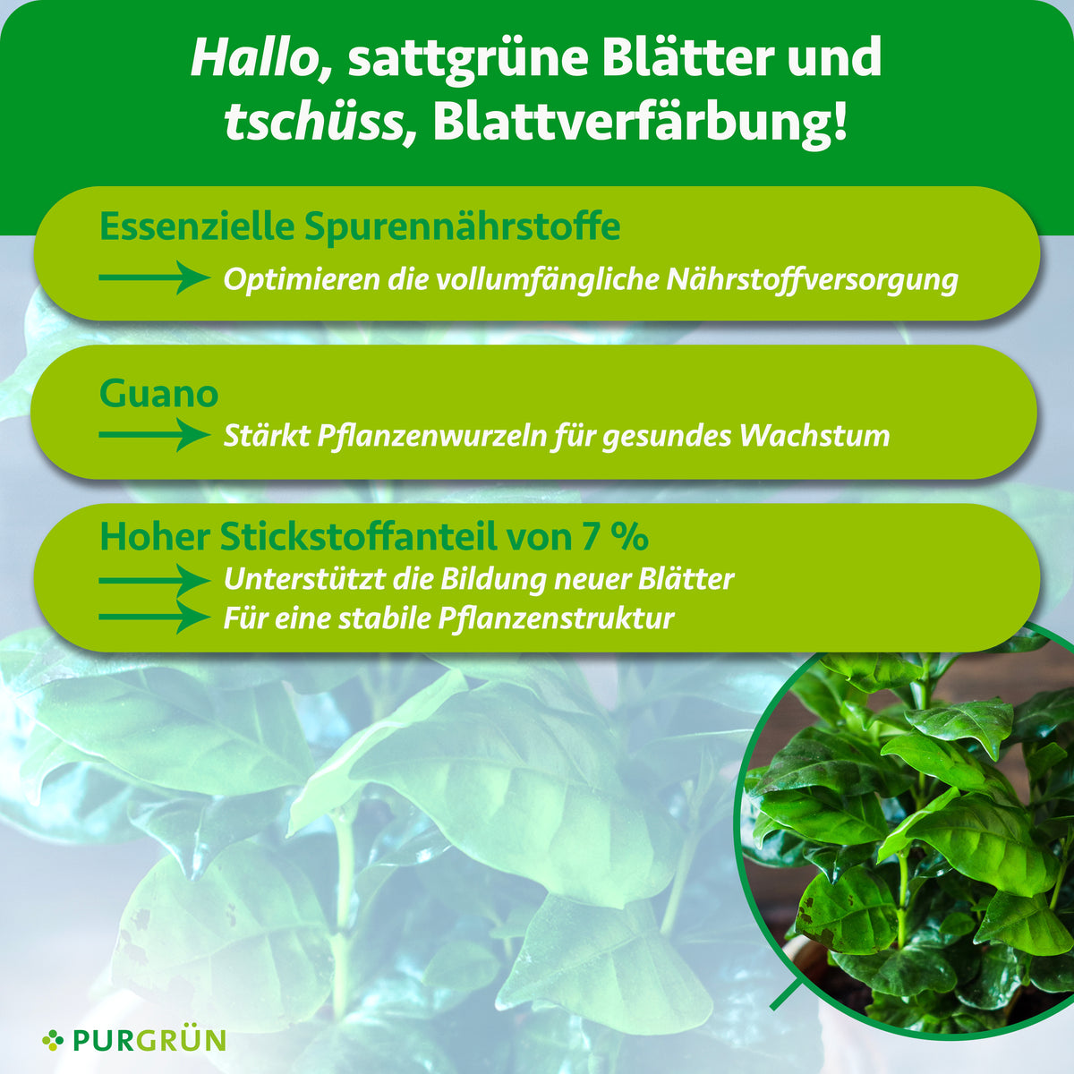 Essenzielle Spurennährstoffe optimieren die Nährstoffversorgung, Guano stärkt die Wurzeln. Ein Stickstoffanteil von 7 % unterstützt neue Blätter und eine stabile Pflanzenstruktur.