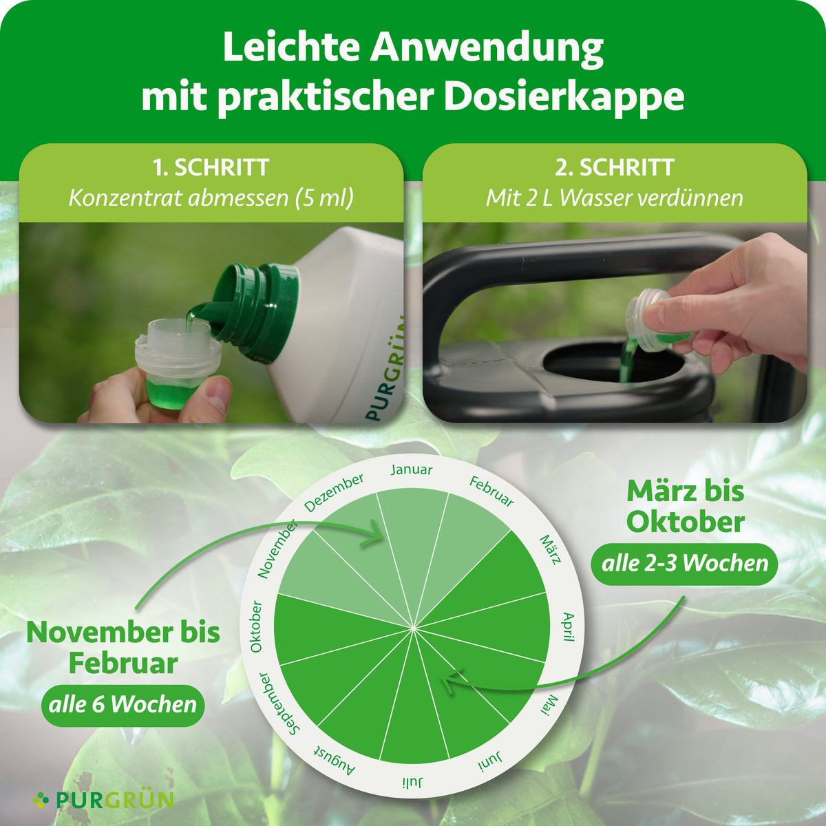 Anwendung: 5 ml Konzentrat abmessen und mit 2 L Wasser verdünnen. Von März bis Oktober alle 2–3 Wochen, von November bis Februar alle 6 Wochen düngen.