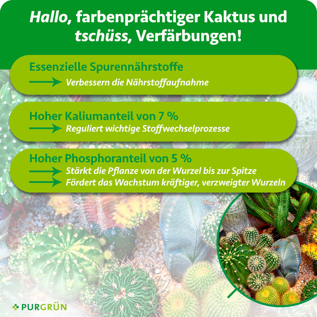 Spurennährstoffe verbessern die Nährstoffaufnahme, 7 % Kalium regulieren Stoffwechselprozesse. 5 % Phosphor stärken die Pflanze und fördern kräftige, verzweigte Wurzeln.