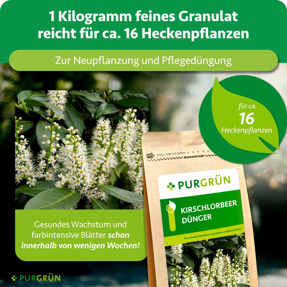 1 kg feines Granulat reicht für ca. 16 Heckenpflanzen und dient zur Neupflanzung sowie Pflegedüngung. Die Grafik nennt gesundes Wachstum und farbintensive Blätter innerhalb weniger Wochen.