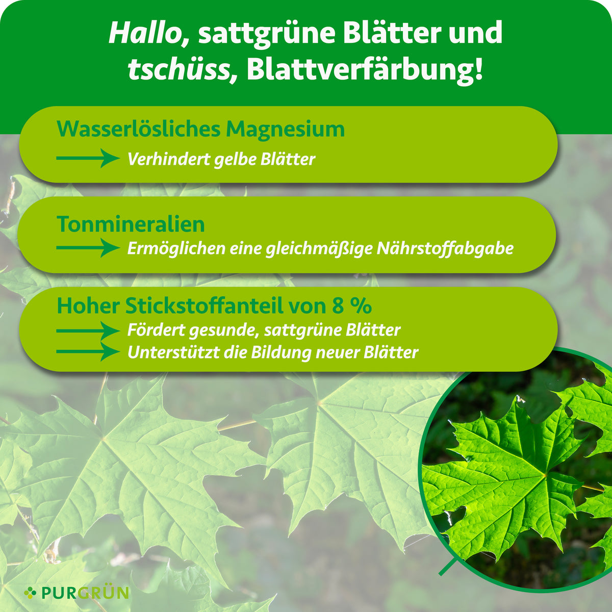 Wasserlösliches Magnesium verhindert gelbe Blätter, Tonmineralien ermöglichen eine gleichmäßige Nährstoffabgabe. Ein Stickstoffanteil von 8 % fördert gesunde, sattgrüne Blätter und die Bildung neuer Blätter.