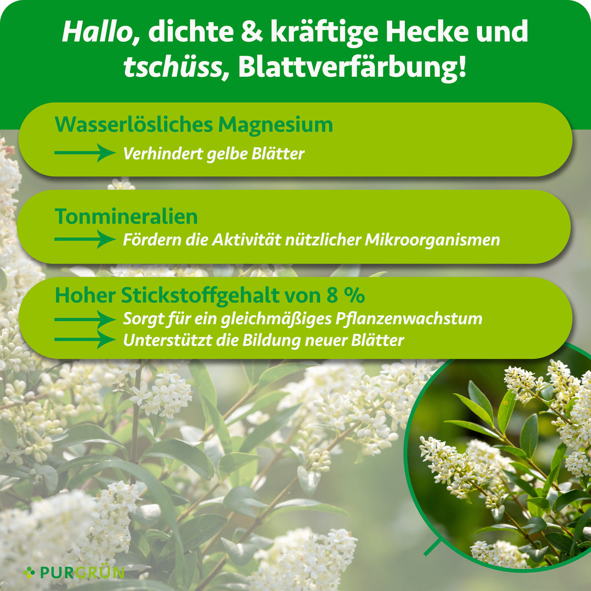 Wasserlösliches Magnesium verhindert gelbe Blätter, Tonmineralien fördern nützliche Mikroorganismen. 8 % Stickstoff sorgen für gleichmäßiges Pflanzenwachstum und unterstützen die Bildung neuer Blätter.