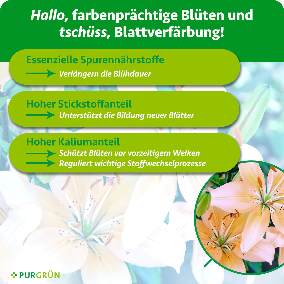Essenzielle Spurennährstoffe verlängern die Blühdauer, Stickstoff unterstützt neue Blätter und Kalium schützt Blüten vor vorzeitigem Welken und reguliert wichtige Stoffwechselprozesse.