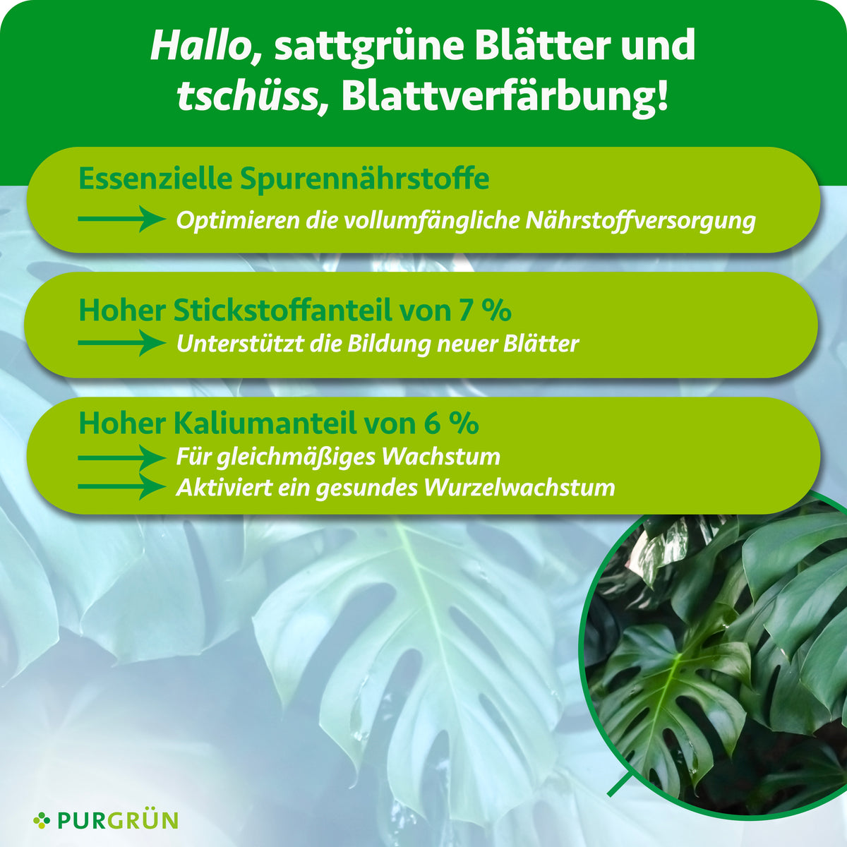 Spurennährstoffe ergänzen die Nährstoffversorgung; 7 % Stickstoff fördern neue Blätter, 6 % Kalium gleichmäßiges Wachstum und gesunde Wurzeln.