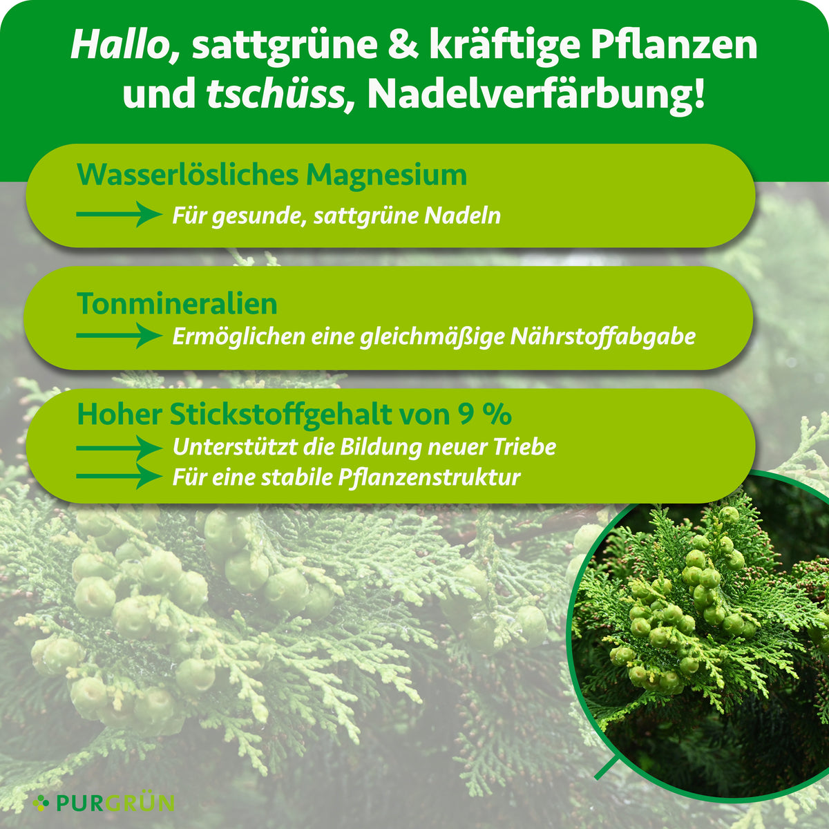Wasserlösliches Magnesium fördert sattgrüne Nadeln, Tonmineralien eine gleichmäßige Nährstoffabgabe. 9 % Stickstoff unterstützen neue Triebe und eine stabile Pflanzenstruktur.