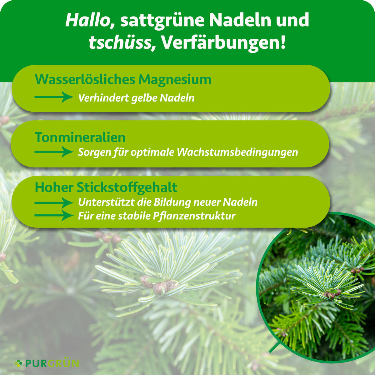 Wasserlösliches Magnesium beugt gelben Nadeln vor, Tonmineralien fördern optimale Wachstumsbedingungen und Stickstoff unterstützt neue Nadeln sowie eine stabile Pflanzenstruktur.