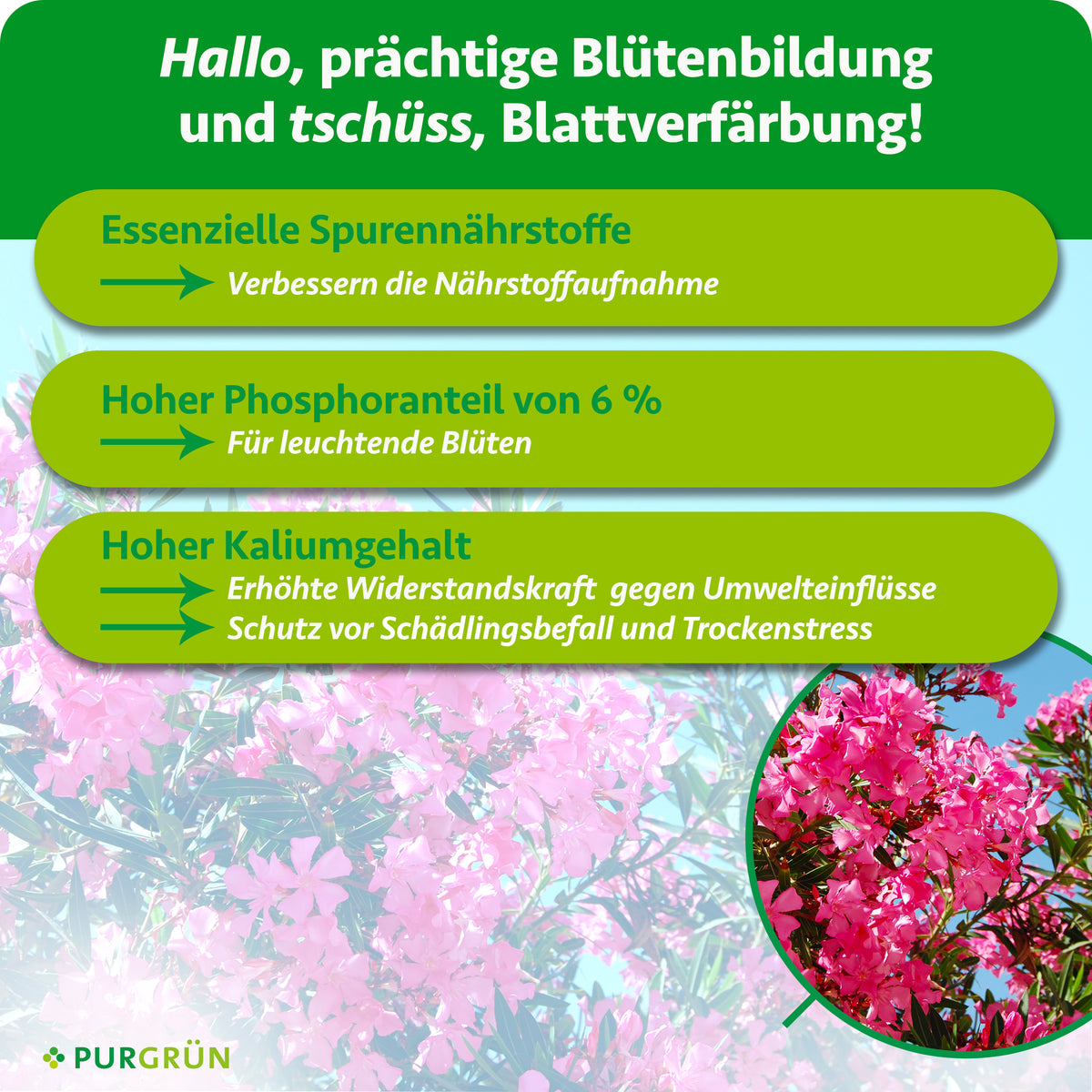 Infografik mit rosa blühenden Blüten zum Purgrün Oleander-Dünger 1 Liter mit grünen und gelben Textfeldern: wichtige Spurenelemente, 6 % Phosphor für kräftige Blüten und viel Kalium für Widerstandsfähigkeit und Trockenheitsschutz.