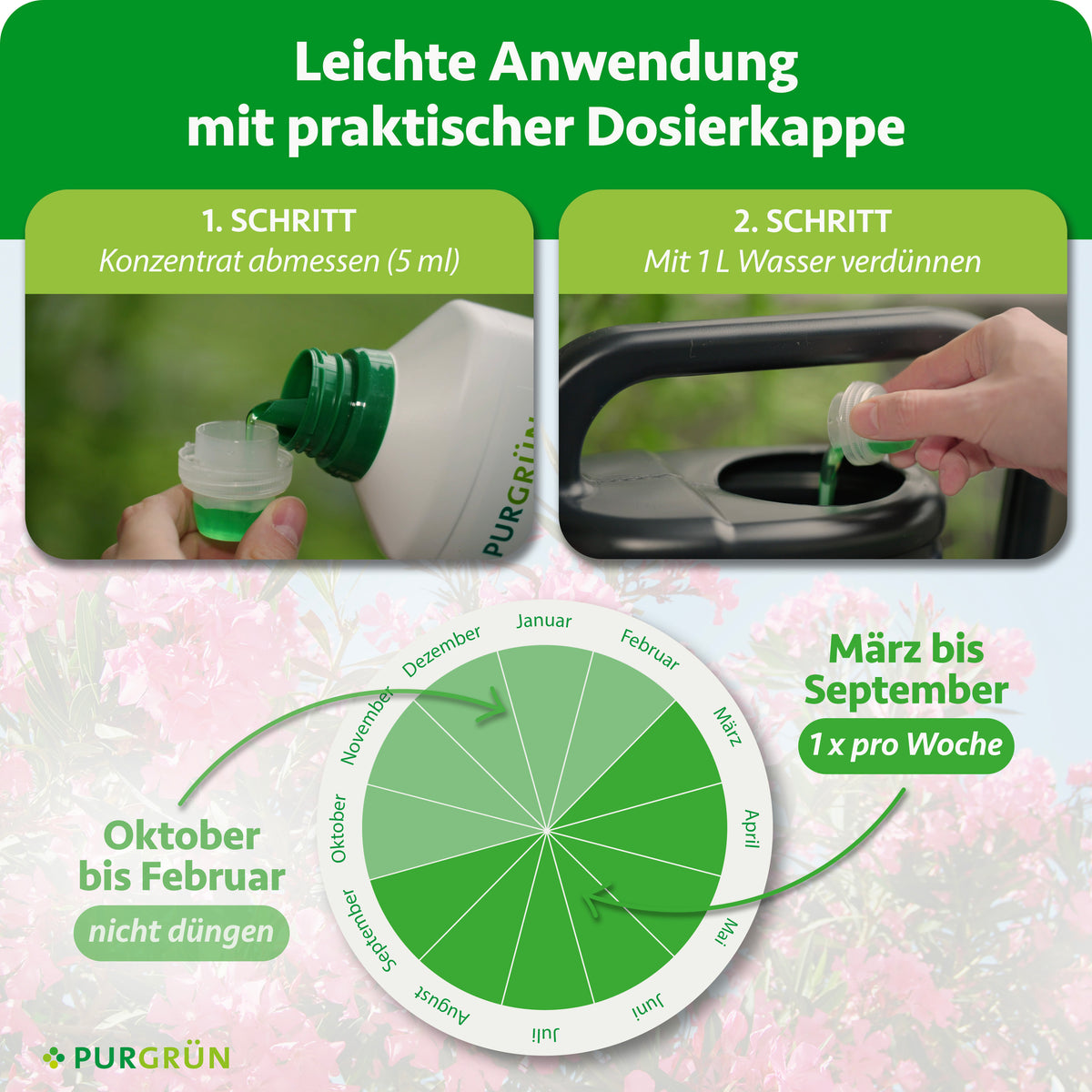 Purgrün Oleander-Dünger 1 Liter wird in einen Messbecher gefüllt, in eine Gießkanne gegeben und von März bis September wöchentlich gedüngt, um eine optimale Blüte zu erreichen. Für eine gute Oleanderpflege sollte von Oktober bis Februar nicht gedüngt werden.