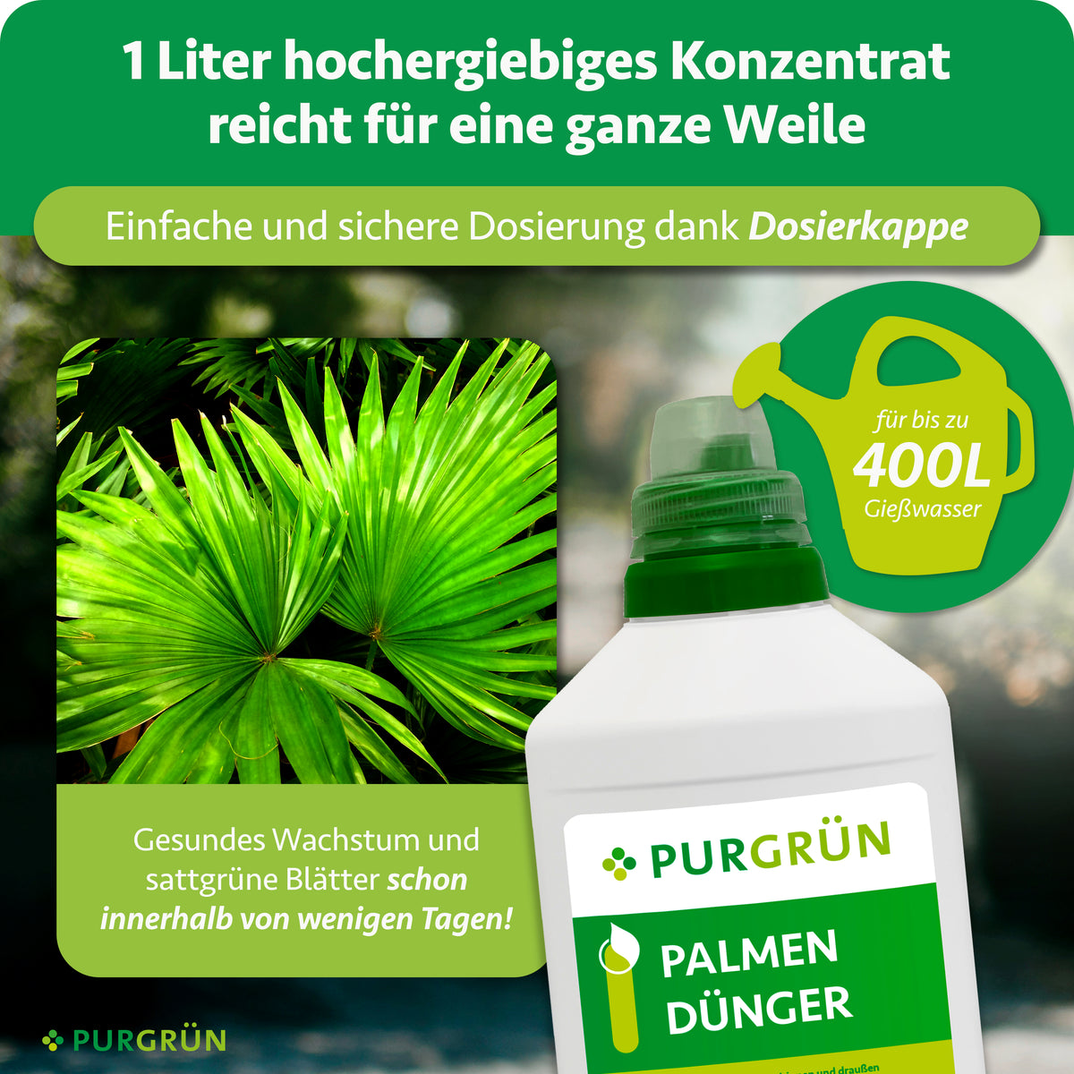 Ein Werbebild für Purgrün Palmendünger 1 Liter zeigt üppige Palmenblätter, eine Gießkanne mit der Aufschrift „für bis zu 400L Gießwasser“ und eine Düngerflasche und unterstreicht die Wirksamkeit des Konzentrats, schnelle Ergebnisse und den idealen Stickstoffgehalt für Palmen.