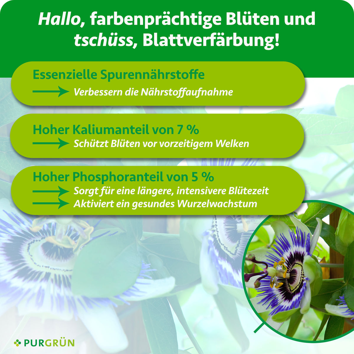 Essenzielle Spurennährstoffe verbessern die Nährstoffaufnahme; 7 % Kalium schützen Blüten vor vorzeitigem Welken. 5 % Phosphor unterstützt eine längere, intensivere Blütezeit und gesundes Wurzelwachstum.