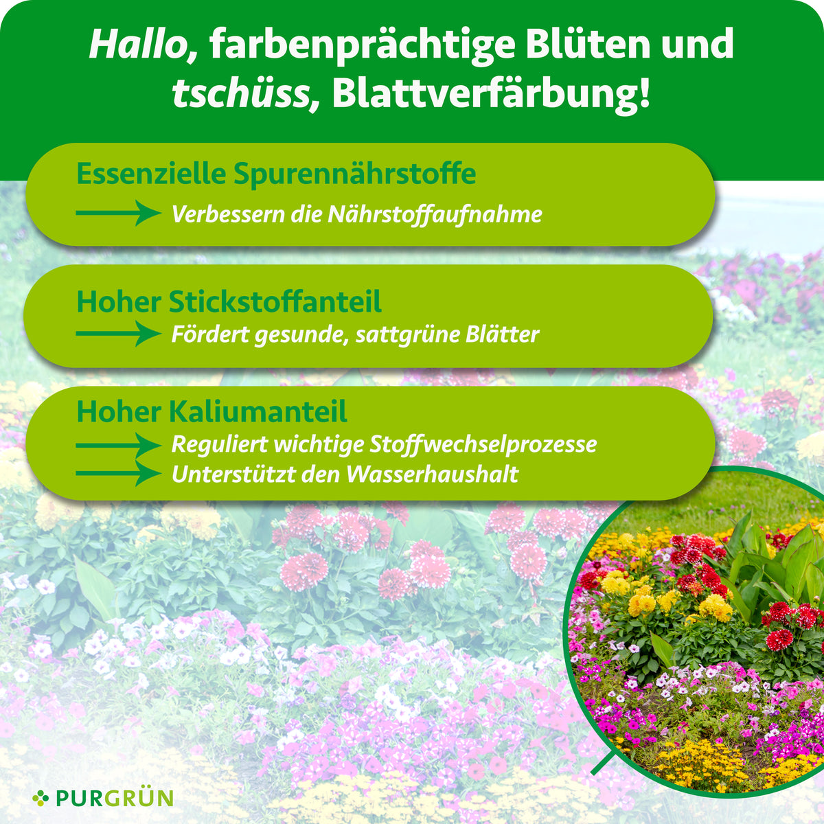 Essenzielle Spurennährstoffe verbessern die Nährstoffaufnahme, ein hoher Stickstoffanteil fördert gesunde, sattgrüne Blätter. Ein hoher Kaliumanteil reguliert wichtige Stoffwechselprozesse und unterstützt den Wasserhaushalt.