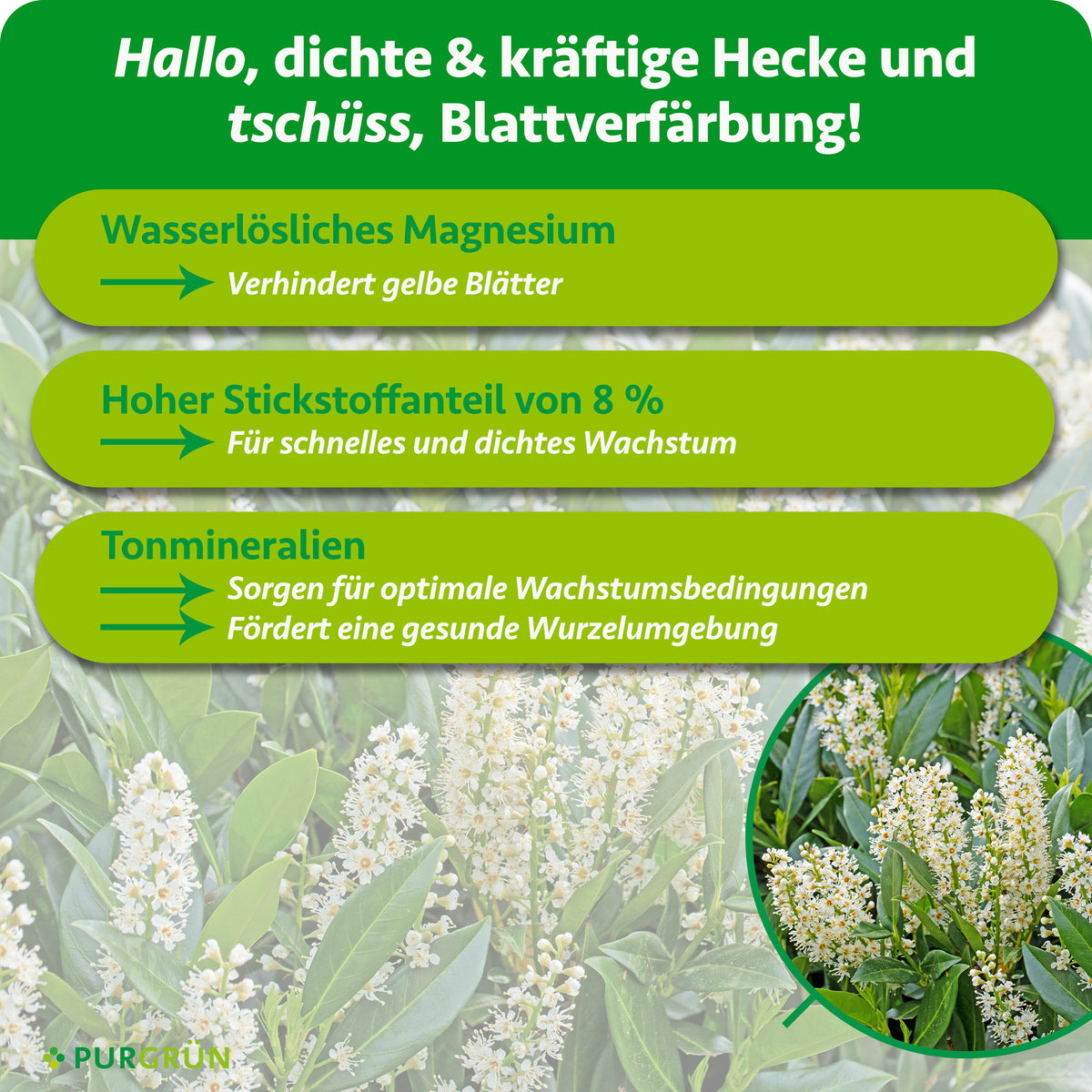 Wasserlösliches Magnesium beugt gelben Blättern vor, 8 % Stickstoff fördern schnelles, dichtes Wachstum und Tonmineralien unterstützen Wurzeln und Wachstumsbedingungen.