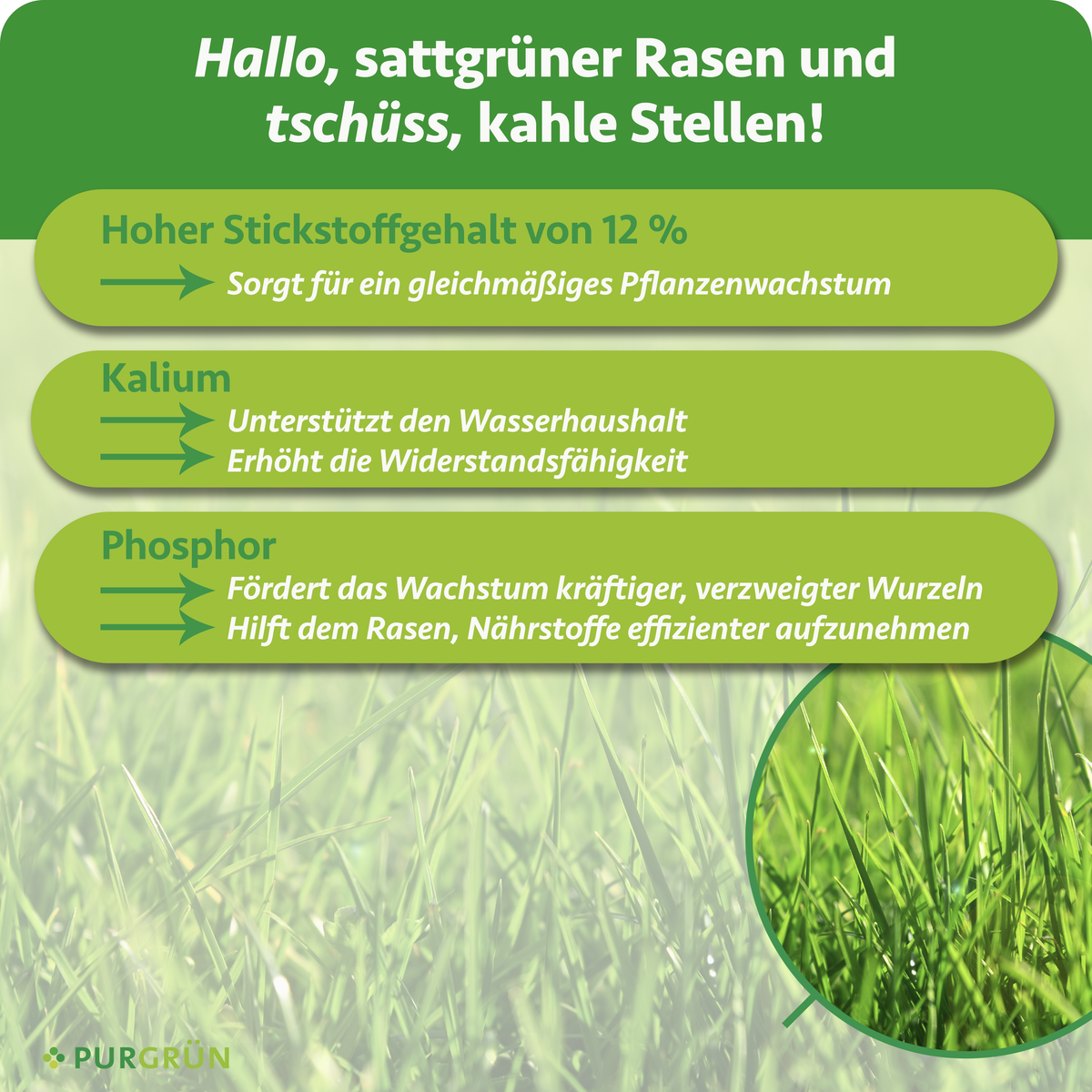 12 % Stickstoff fördern gleichmäßiges Wachstum; Kalium unterstützt Wasserhaushalt und Widerstandsfähigkeit, Phosphor kräftige, verzweigte Wurzeln und die Nährstoffaufnahme.