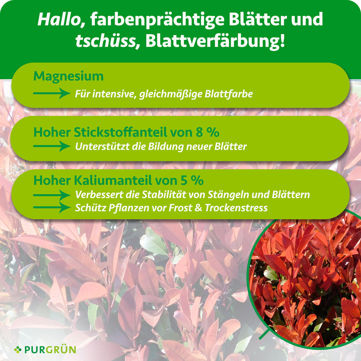 Magnesium unterstützt eine intensive, gleichmäßige Blattfarbe; 8 % Stickstoff fördern neue Blätter, 5 % Kalium stärken Stängel und Blätter und schützen vor Frost- und Trockenstress.