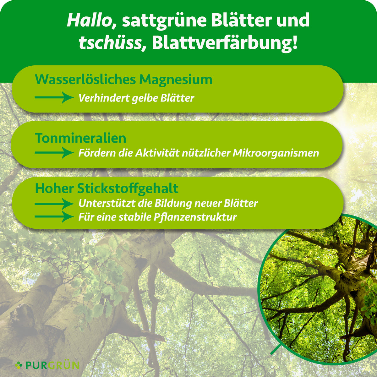 Wasserlösliches Magnesium verhindert gelbe Blätter, Tonmineralien fördern nützliche Mikroorganismen. Hoher Stickstoffgehalt unterstützt neue Blätter und eine stabile Pflanzenstruktur.
