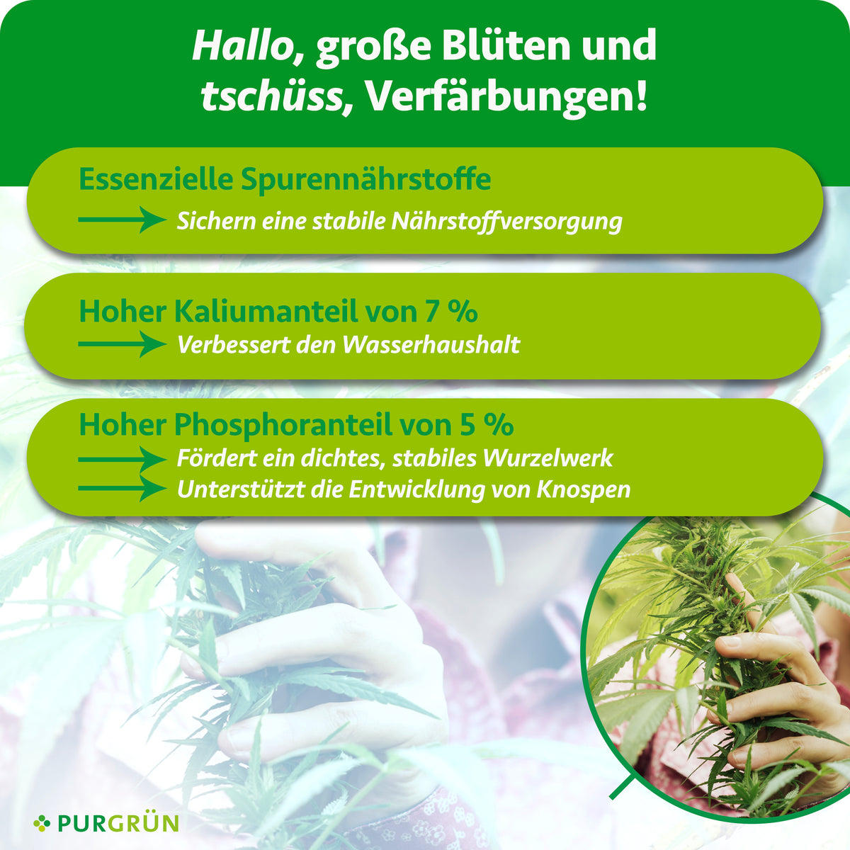 Essenzielle Spurennährstoffe sichern eine stabile Nährstoffversorgung; 7 % Kalium verbessern den Wasserhaushalt. 5 % Phosphor fördern stabiles Wurzelwerk und die Knospenentwicklung.