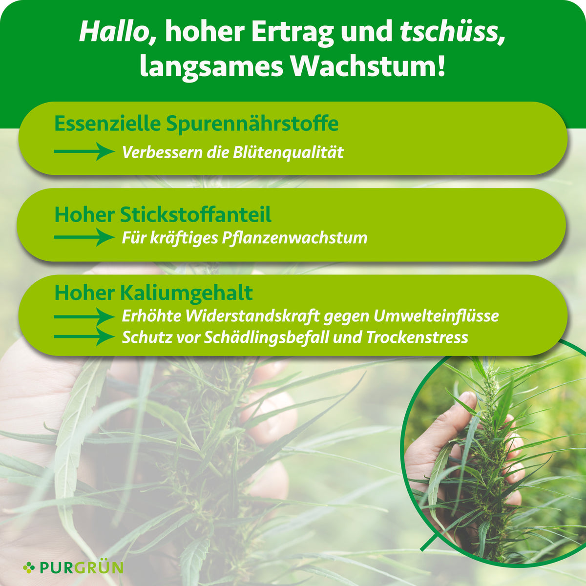 Essenzielle Spurennährstoffe sollen die Blütenqualität verbessern, Stickstoff das Wachstum fördern und Kalium die Widerstandskraft gegen Umwelteinflüsse, Schädlingsbefall und Trockenstress erhöhen.