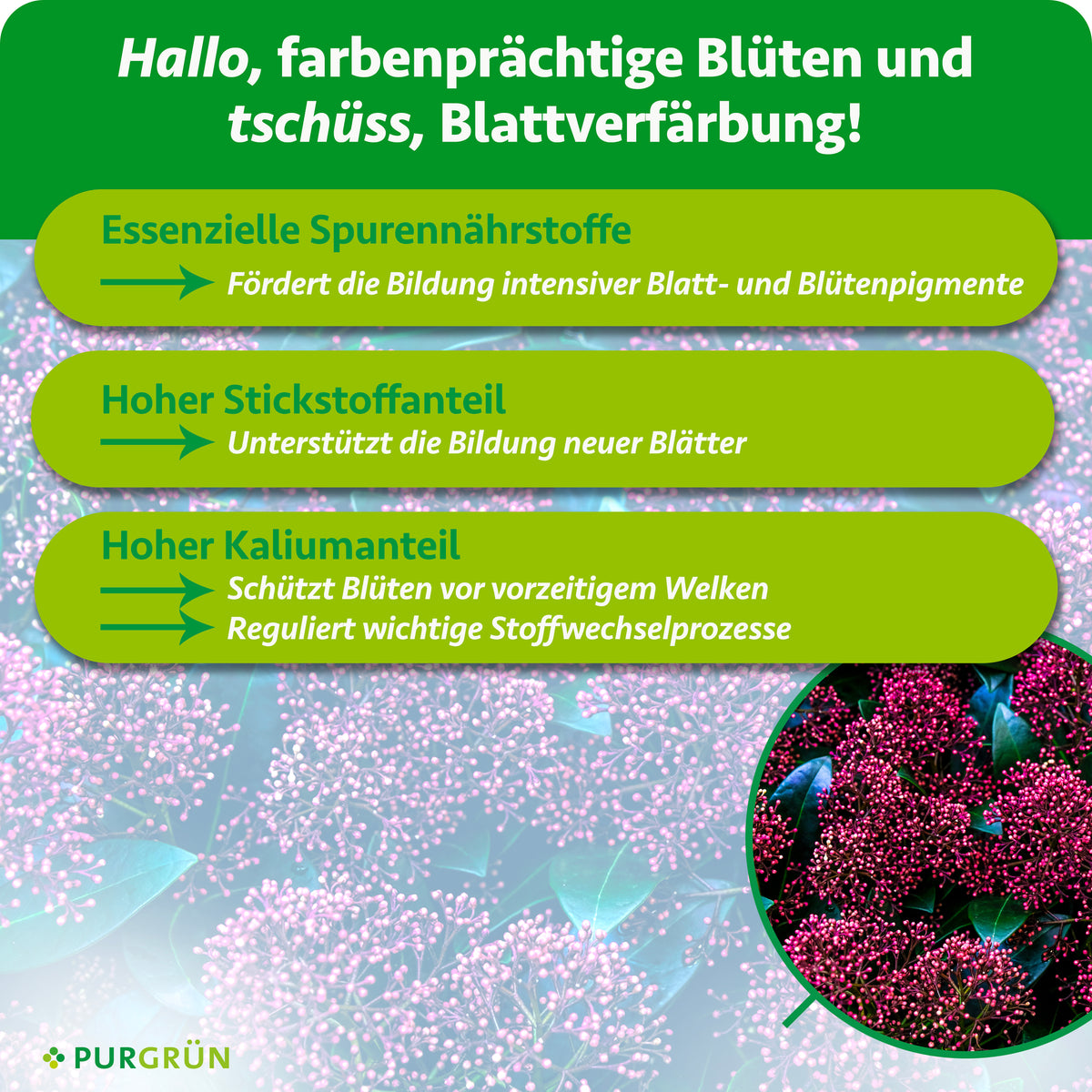 Essenzielle Spurennährstoffe fördern intensive Blatt- und Blütenpigmente; Stickstoff unterstützt neue Blätter, Kalium schützt Blüten vor vorzeitigem Welken und reguliert Stoffwechselprozesse.