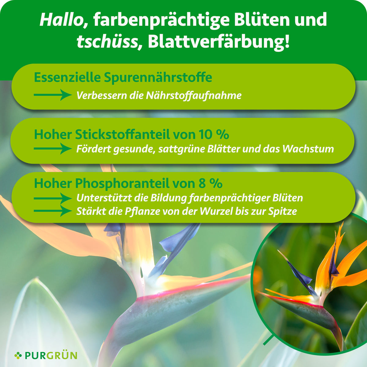 Spurennährstoffe verbessern die Nährstoffaufnahme; 10 % Stickstoff fördern sattgrüne Blätter und Wachstum, 8 % Phosphor unterstützen farbenprächtige Blüten und stärken die Pflanze.