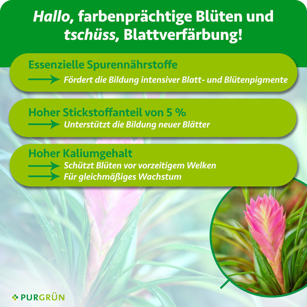 Spurennährstoffe fördern intensive Blatt- und Blütenpigmente; 5 % Stickstoff unterstützen neue Blätter, Kalium schützt Blüten vor vorzeitigem Welken und fördert gleichmäßiges Wachstum.