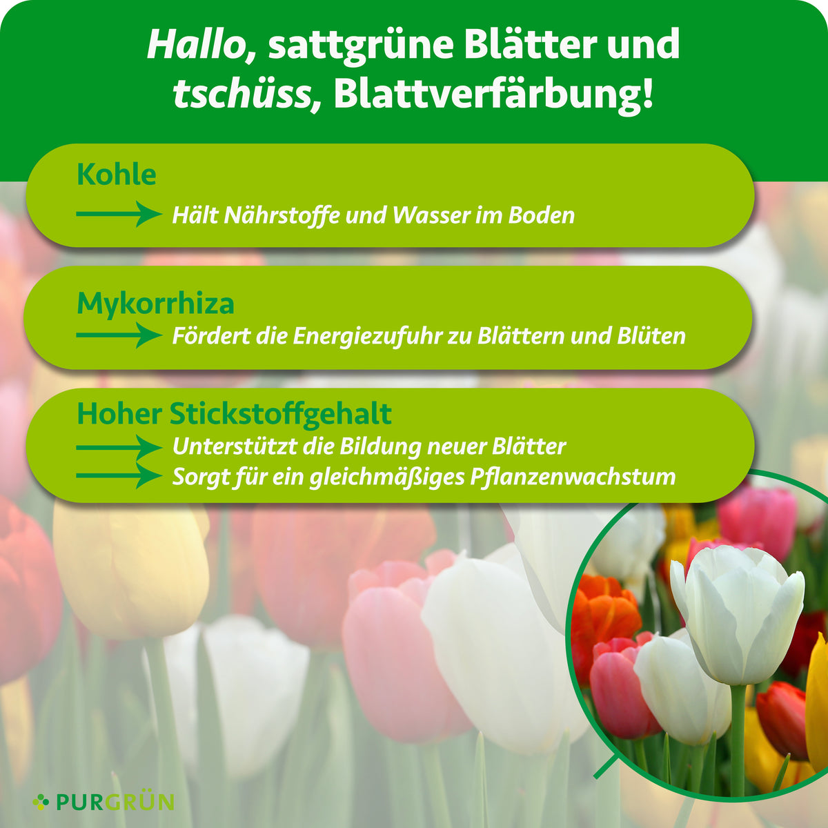 Kohle hält Nährstoffe und Wasser im Boden, Mykorrhiza fördert die Energiezufuhr zu Blättern und Blüten. Hoher Stickstoffgehalt unterstützt neue Blätter und gleichmäßiges Pflanzenwachstum.
