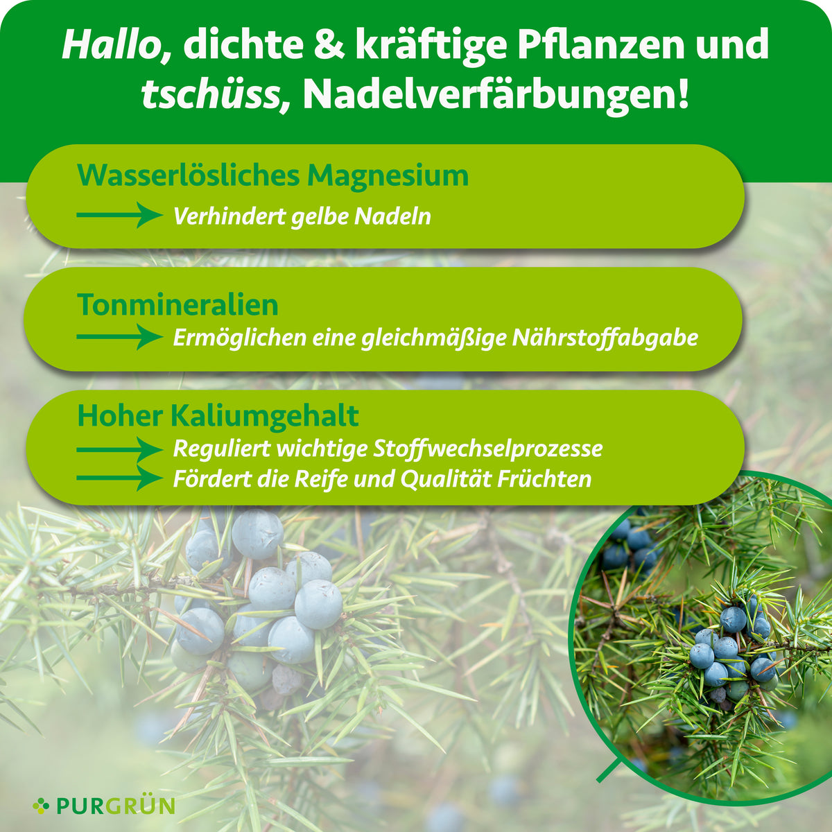 Wasserlösliches Magnesium verhindert gelbe Nadeln, Tonmineralien ermöglichen eine gleichmäßige Nährstoffabgabe und hoher Kaliumgehalt fördert Stoffwechselprozesse, Reife und Fruchtqualität.