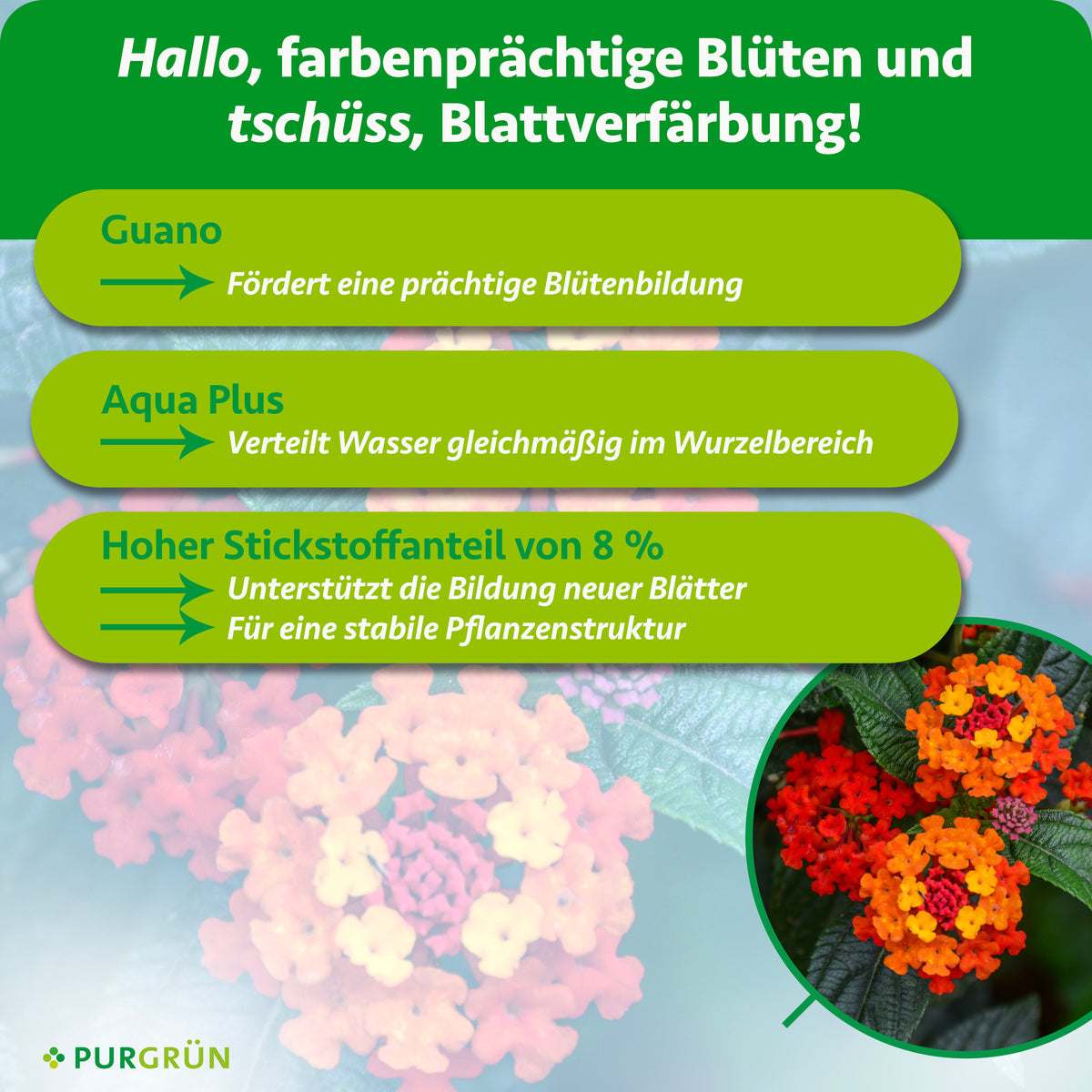 Guano fördert die Blütenbildung, Aqua Plus verteilt Wasser gleichmäßig im Wurzelbereich und 8 % Stickstoff unterstützen neue Blätter und eine stabile Pflanzenstruktur.