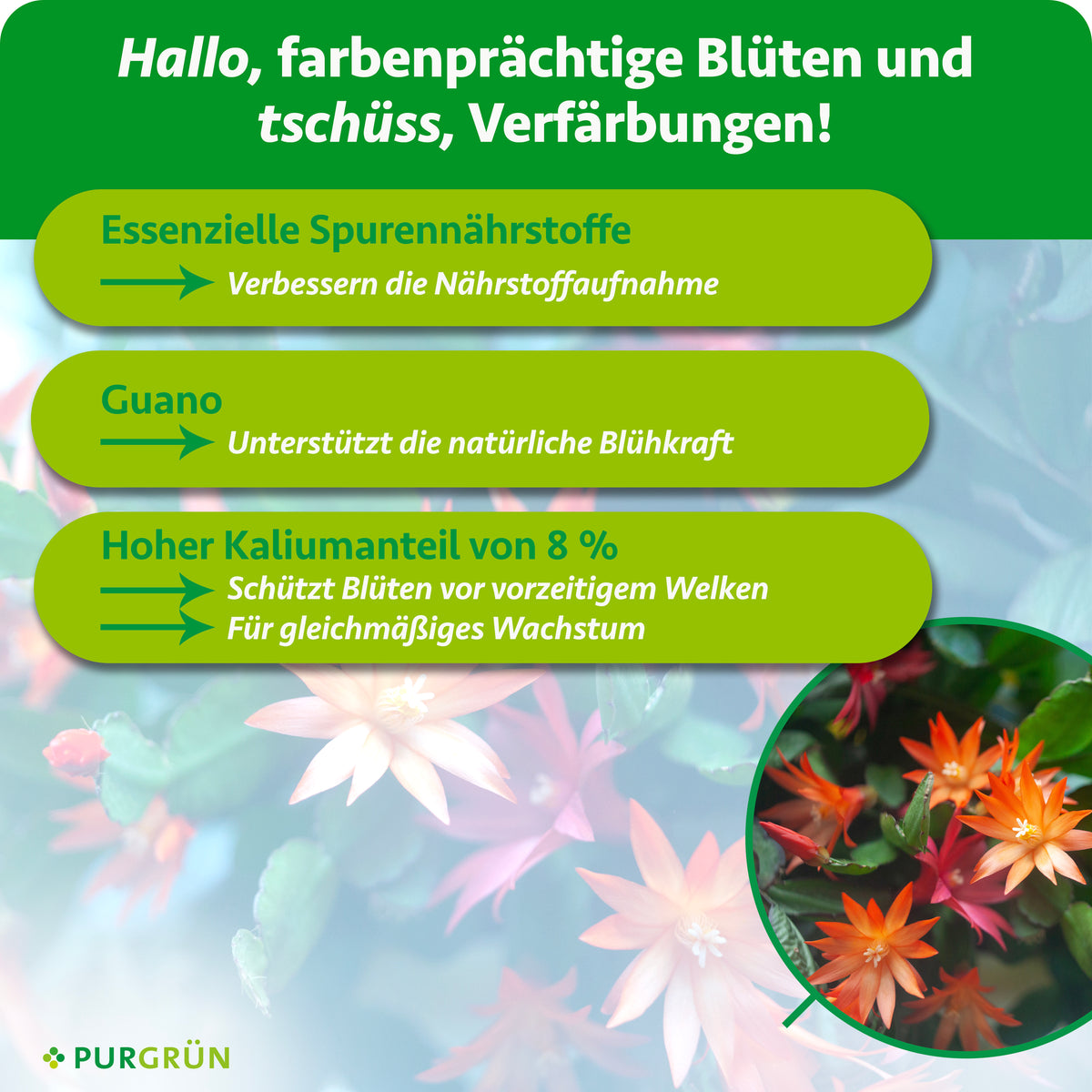 Essenzielle Spurennährstoffe verbessern die Nährstoffaufnahme, Guano unterstützt die natürliche Blühkraft und 8 % Kalium schützen vorzeitigem Welken und fördern gleichmäßiges Wachstum.