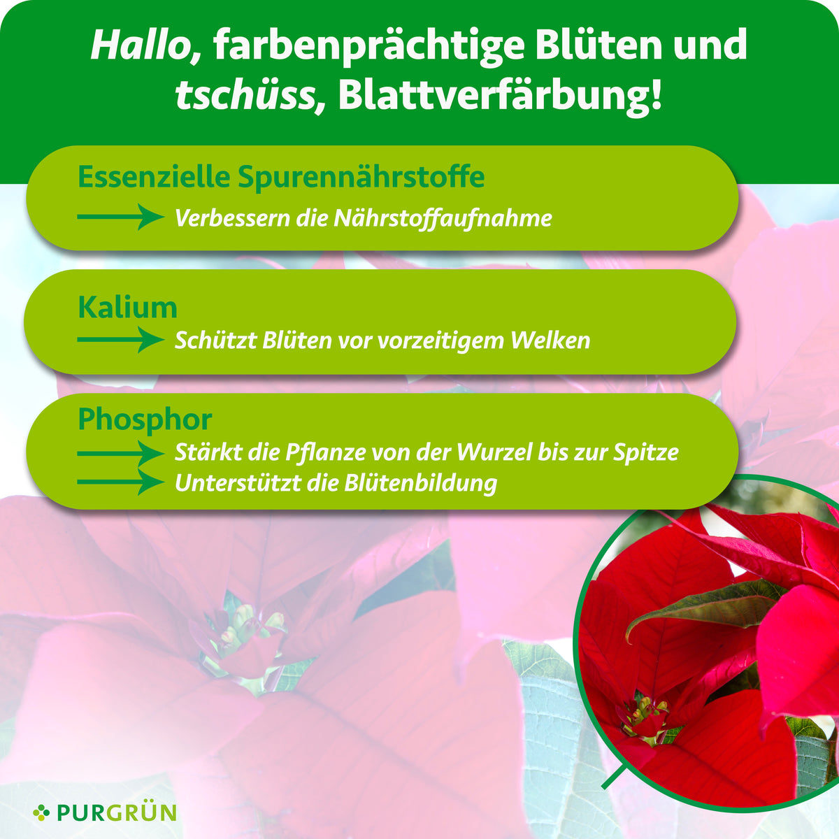 Essenzielle Spurennährstoffe verbessern die Nährstoffaufnahme, Kalium schützt Blüten vor vorzeitigem Welken und Phosphor stärkt die Pflanze und unterstützt die Blütenbildung.