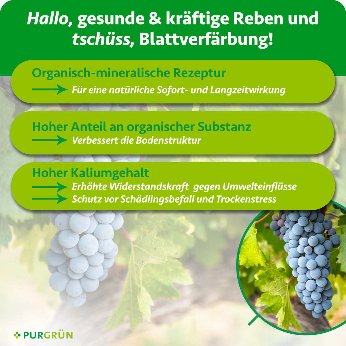 Eine Traube reifer Weintrauben hängt an einer Rebe mit grünen Blättern. Eingelegter Text wirbt für Purgrün Bio-Weinreben-Dünger 1 Liter, einen organisch-mineralischen Dünger mit NPK 3+2+6 für gesunde Reben. Das Purgrün-Logo erscheint unten.