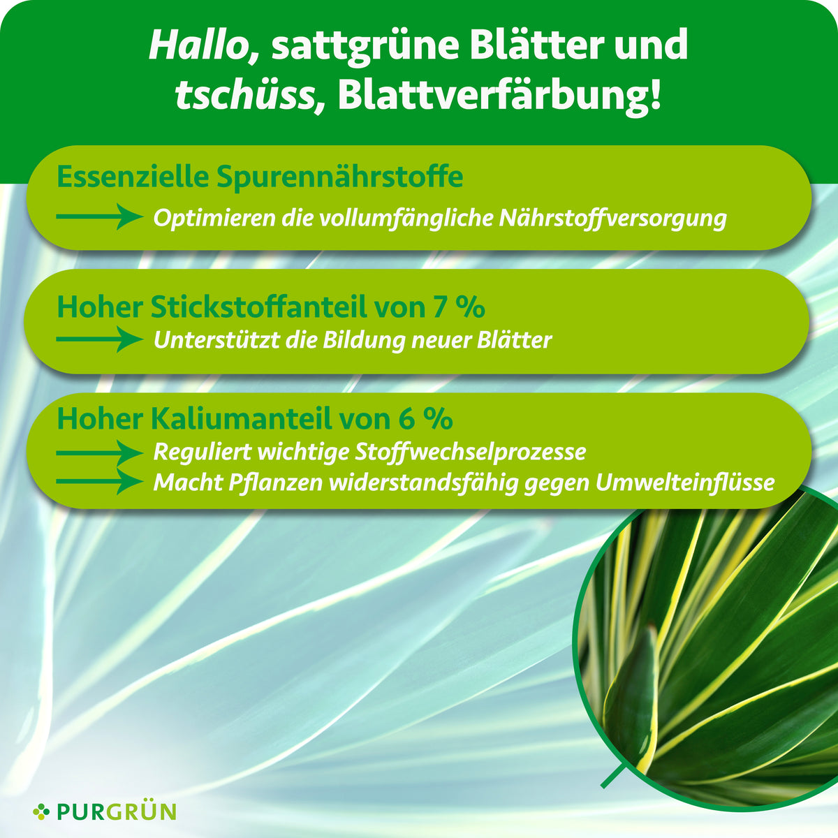 Essenzielle Spurennährstoffe optimieren die Nährstoffversorgung; 7 % Stickstoff unterstützen neue Blätter, 6 % Kalium regulieren Stoffwechselprozesse und stärken die Widerstandsfähigkeit.