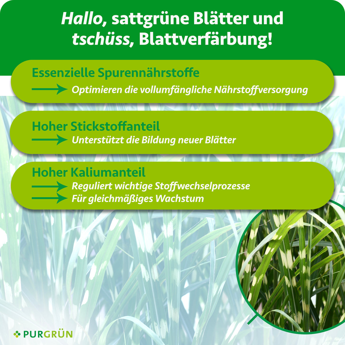 Laut Infografik optimieren Spurennährstoffe die Nährstoffversorgung, Stickstoff unterstützt die Bildung neuer Blätter und Kalium reguliert Stoffwechselprozesse für gleichmäßiges Wachstum.