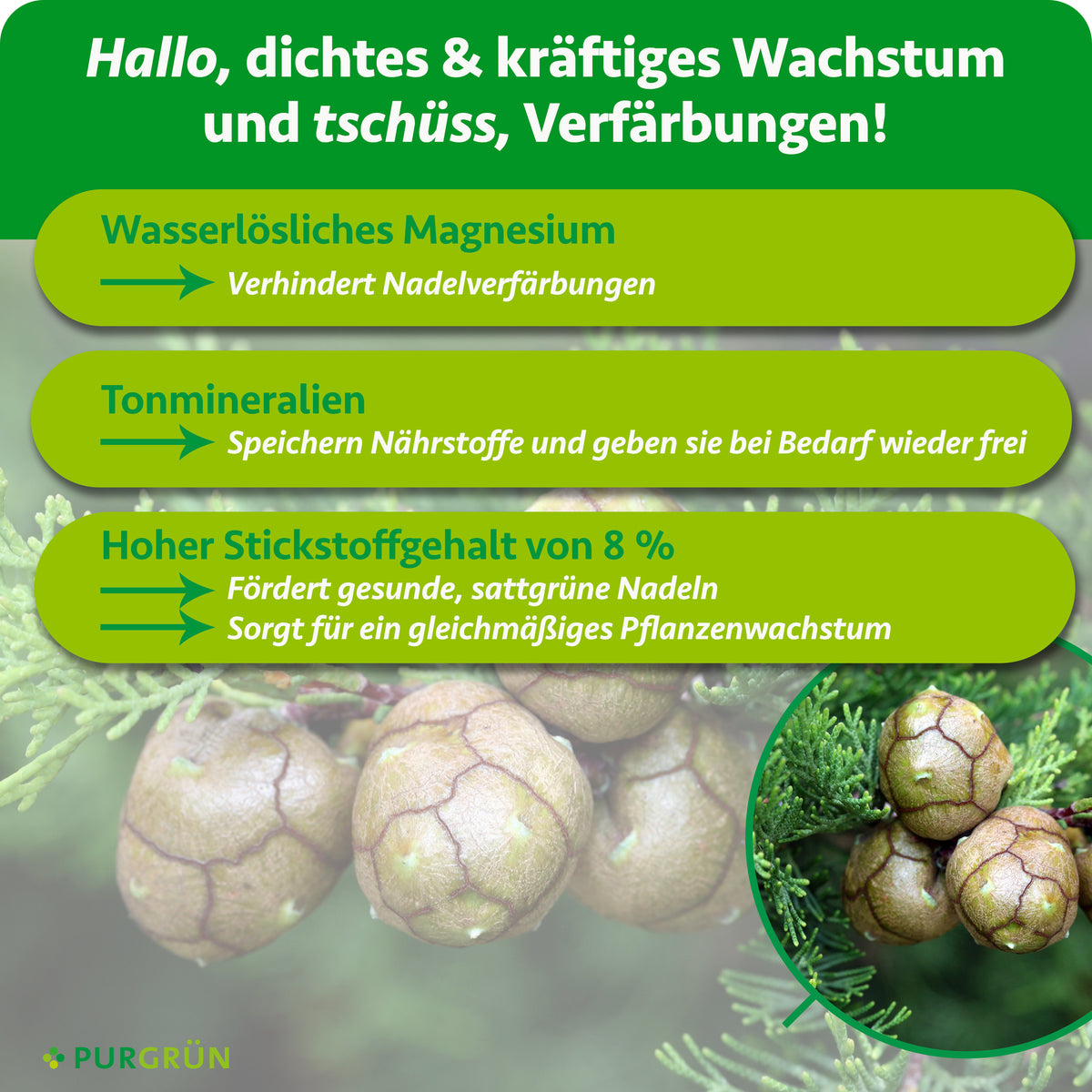 Wasserlösliches Magnesium verhindert Nadelverfärbungen, Tonmineralien speichern und dosieren Nährstoffe, und 8 % Stickstoff fördern sattgrüne Nadeln sowie gleichmäßiges Wachstum.