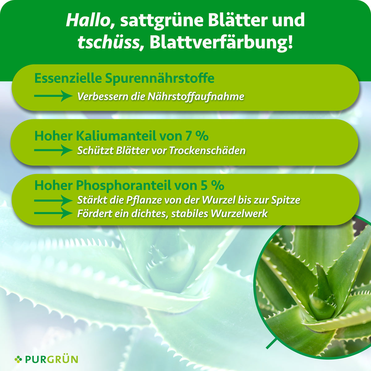 Essenzielle Spurennährstoffe verbessern die Nährstoffaufnahme, 7 % Kalium schützen Blätter vor Trockenschäden. 5 % Phosphor stärken die Pflanze und fördern ein dichtes, stabiles Wurzelwerk.