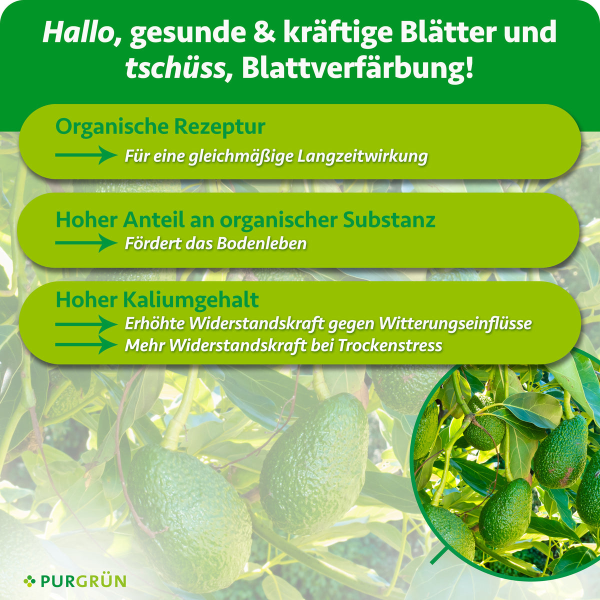 Die grüne Werbegrafik zeigt Bio-Avocado-Dünger 1 Liter von Purgrün für gesunde, kräftige Blätter und weniger Verfärbungen. Avocadobäume im Hintergrund. Drei Kästchen betonen die Bio-Formel, den hohen Bio-Gehalt und den hohen Kaliumgehalt.