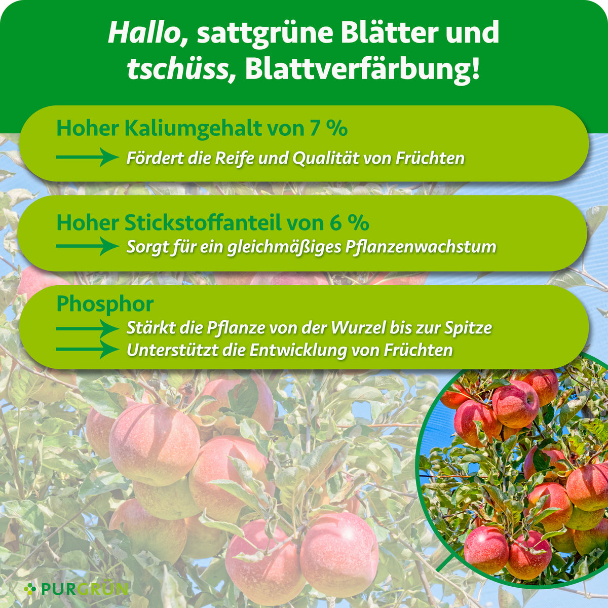 7 % Kalium fördern Reife und Fruchtqualität, 6 % Stickstoff gleichmäßiges Wachstum; Phosphor stärkt die Pflanze und unterstützt die Fruchtentwicklung.