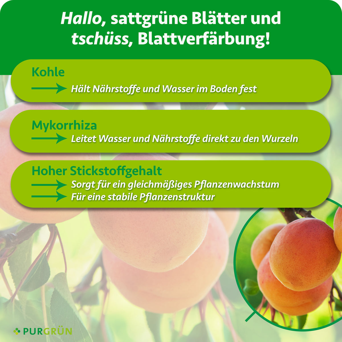 Kohle hält Nährstoffe und Wasser im Boden fest, Mykorrhiza leitet beides direkt zu den Wurzeln. Hoher Stickstoffgehalt sorgt für gleichmäßiges Pflanzenwachstum und eine stabile Pflanzenstruktur.