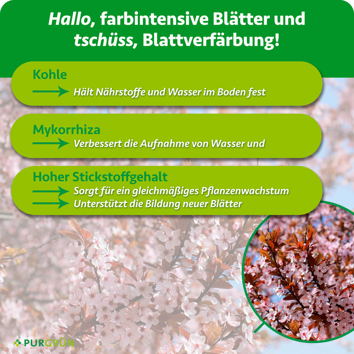 Kohle hält Nährstoffe und Wasser im Boden, Mykorrhiza verbessert die Aufnahme von Wasser und Nährstoffen, hoher Stickstoffgehalt unterstützt gleichmäßiges Wachstum und neue Blätter.