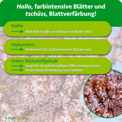 Kohle hält Nährstoffe und Wasser im Boden, Mykorrhiza verbessert die Aufnahme von Wasser und Nährstoffen, hoher Stickstoffgehalt unterstützt gleichmäßiges Wachstum und neue Blätter.