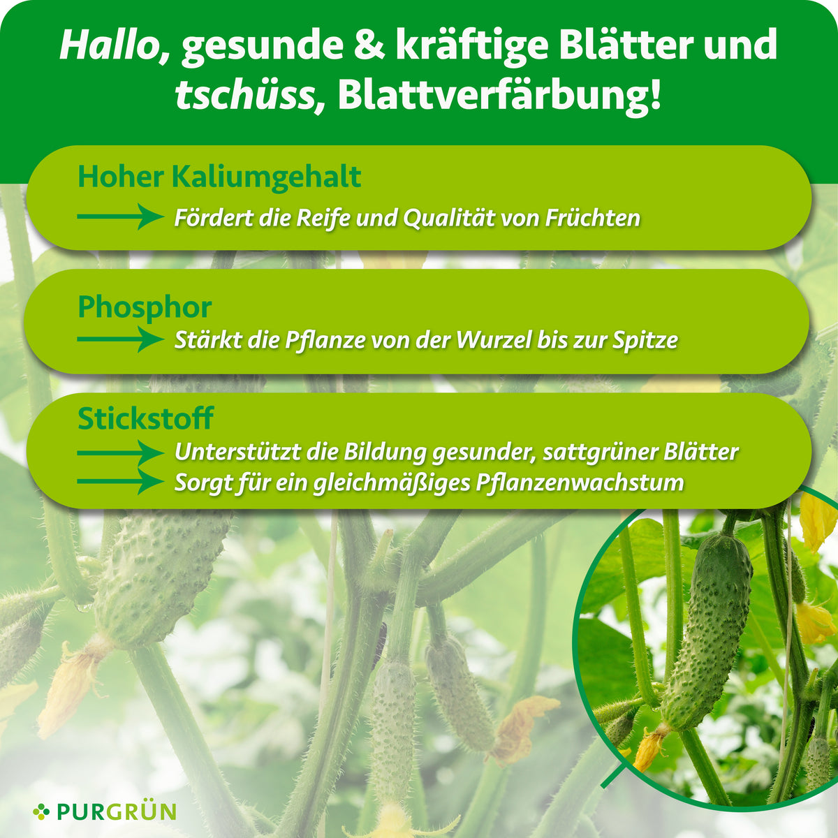Hoher Kaliumgehalt fördert Reife und Fruchtqualität, Phosphor stärkt von der Wurzel bis zur Spitze. Stickstoff unterstützt sattgrüne Blätter und gleichmäßiges Wachstum.