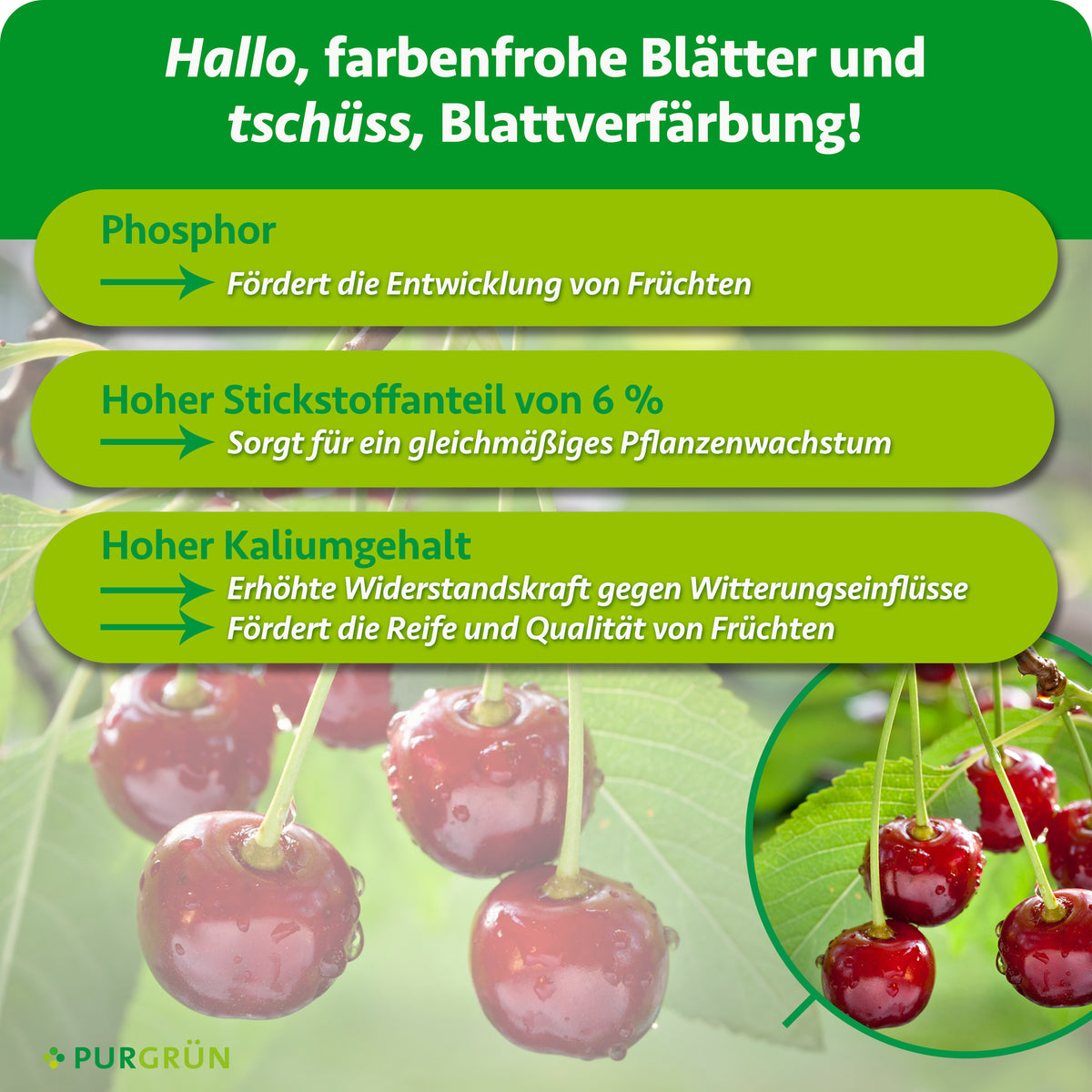 Phosphor fördert die Fruchtentwicklung, 6 % Stickstoff unterstützen gleichmäßiges Pflanzenwachstum und ein hoher Kaliumgehalt stärkt die Widerstandskraft sowie Reife und Qualität der Früchte.