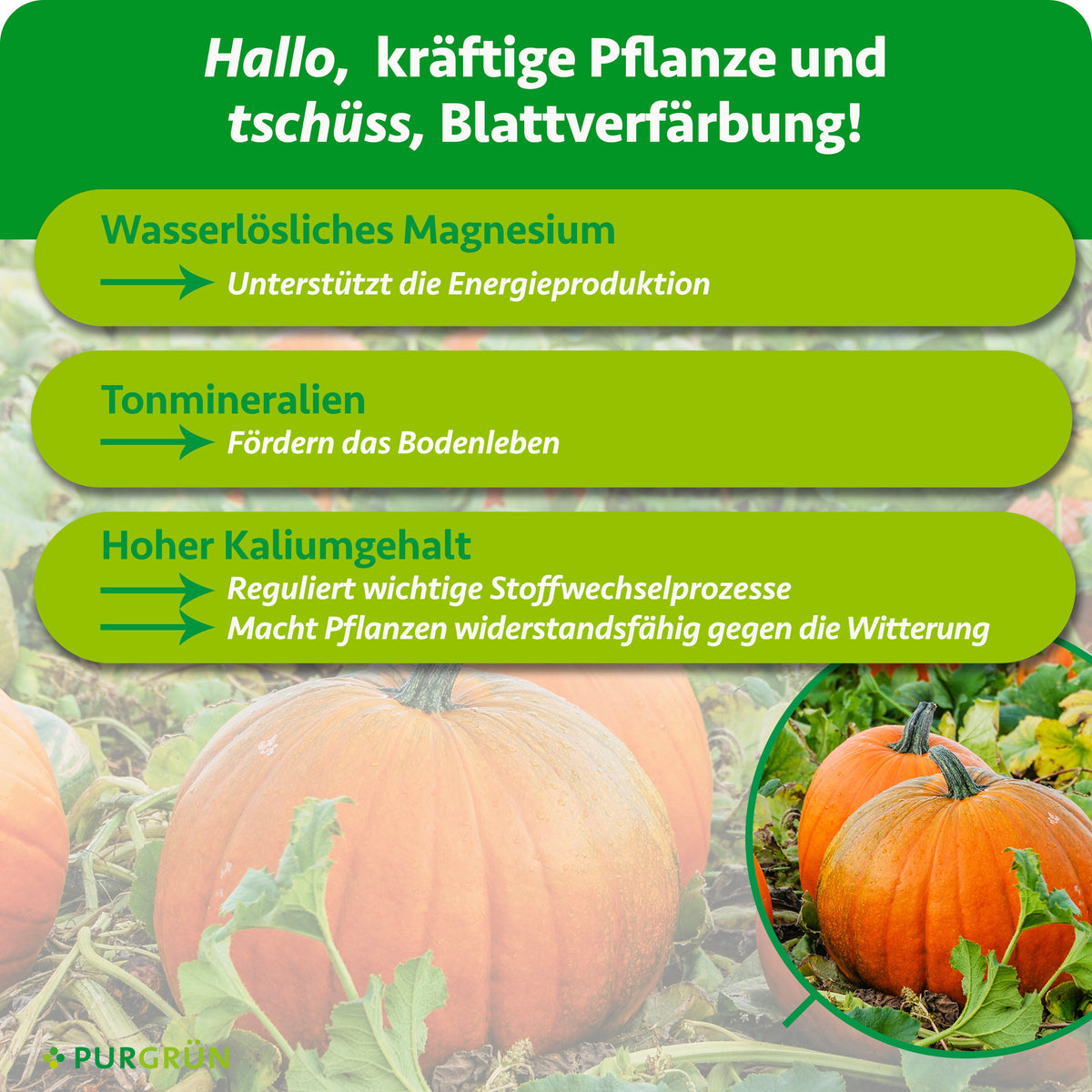 Wasserlösliches Magnesium unterstützt die Energieproduktion, Tonmineralien fördern das Bodenleben. Ein hoher Kaliumgehalt reguliert Stoffwechselprozesse und stärkt Pflanzen gegen Witterungseinflüsse.