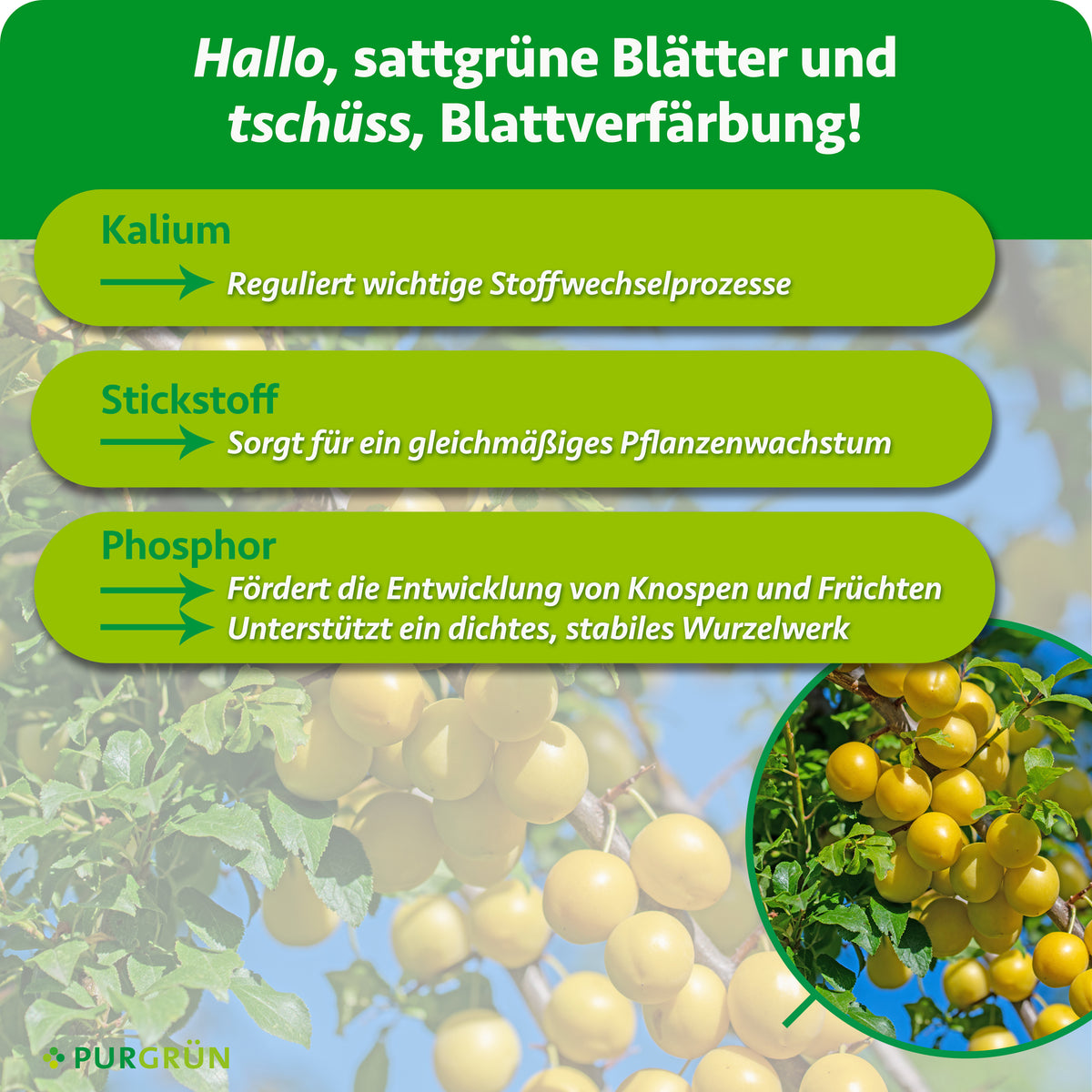 Kalium reguliert wichtige Stoffwechselprozesse, Stickstoff sorgt für gleichmäßiges Pflanzenwachstum und Phosphor fördert Knospen, Früchte sowie ein dichtes, stabiles Wurzelwerk.
