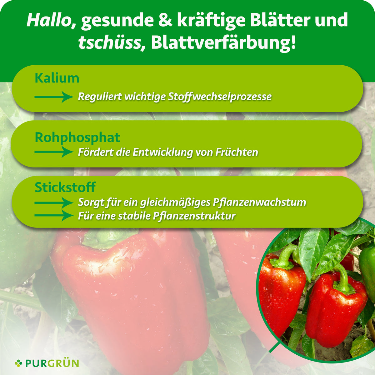 Kalium reguliert wichtige Stoffwechselprozesse, Rohphosphat fördert die Fruchtentwicklung und Stickstoff sorgt für gleichmäßiges Wachstum sowie eine stabile Pflanzenstruktur.