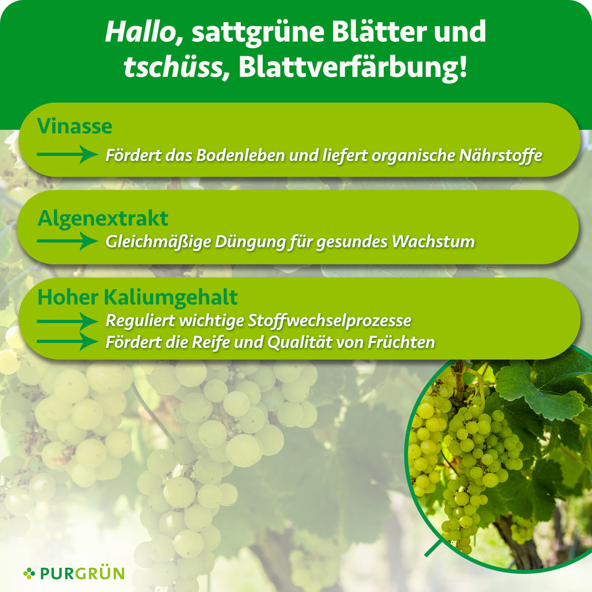 Vinasse fördert das Bodenleben und liefert organische Nährstoffe, Algenextrakt unterstützt gesundes Wachstum. Hoher Kaliumgehalt fördert Stoffwechselprozesse, Fruchtreife und -qualität.