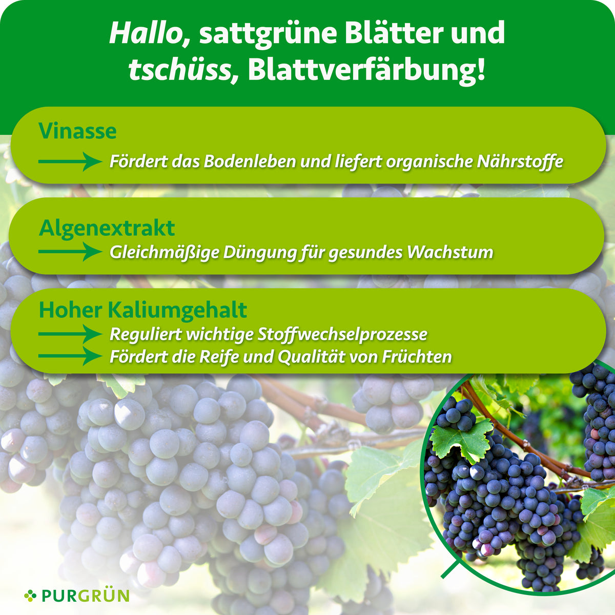 Vinasse fördert das Bodenleben und liefert organische Nährstoffe; Algenextrakt und hoher Kaliumgehalt fördern gesundes Wachstum, Reife und Fruchtqualität.