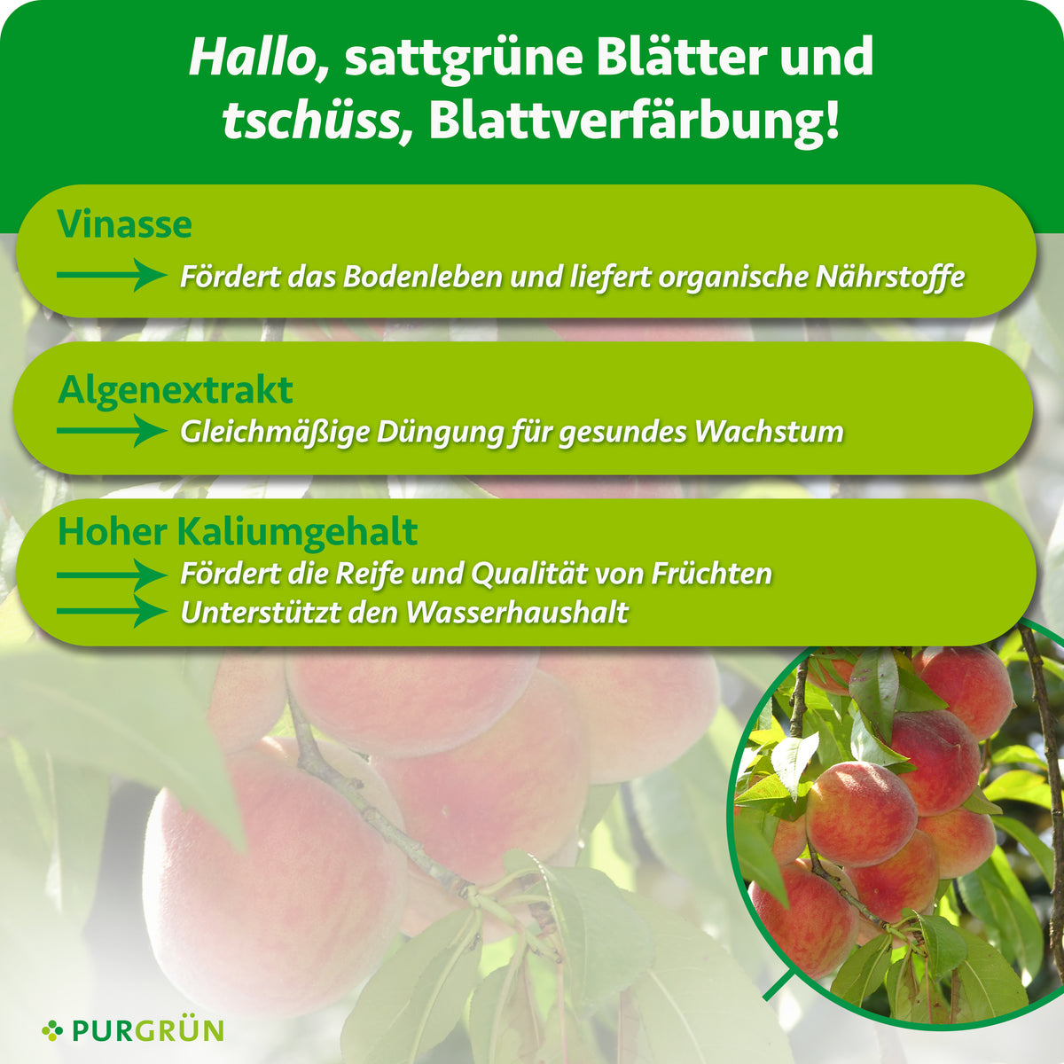 Vinasse fördert das Bodenleben und liefert organische Nährstoffe, Algenextrakt unterstützt gesundes Wachstum. Hoher Kaliumgehalt fördert Fruchtreife und -qualität sowie den Wasserhaushalt.