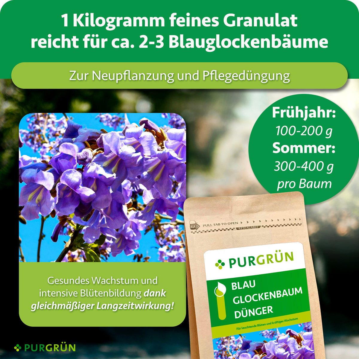 Ein Produktbild für Purgrün Blauglockenbaum-Dünger 1 kg zeigt blühende Paulownia-Bäume und die Düngerpackung mit Schwerpunkt auf organisch-mineralischem Dünger für optimales Wachstum, mit Dosierung und saisonalen Tipps für gesundes Wachstum und anhaltende Blüte.