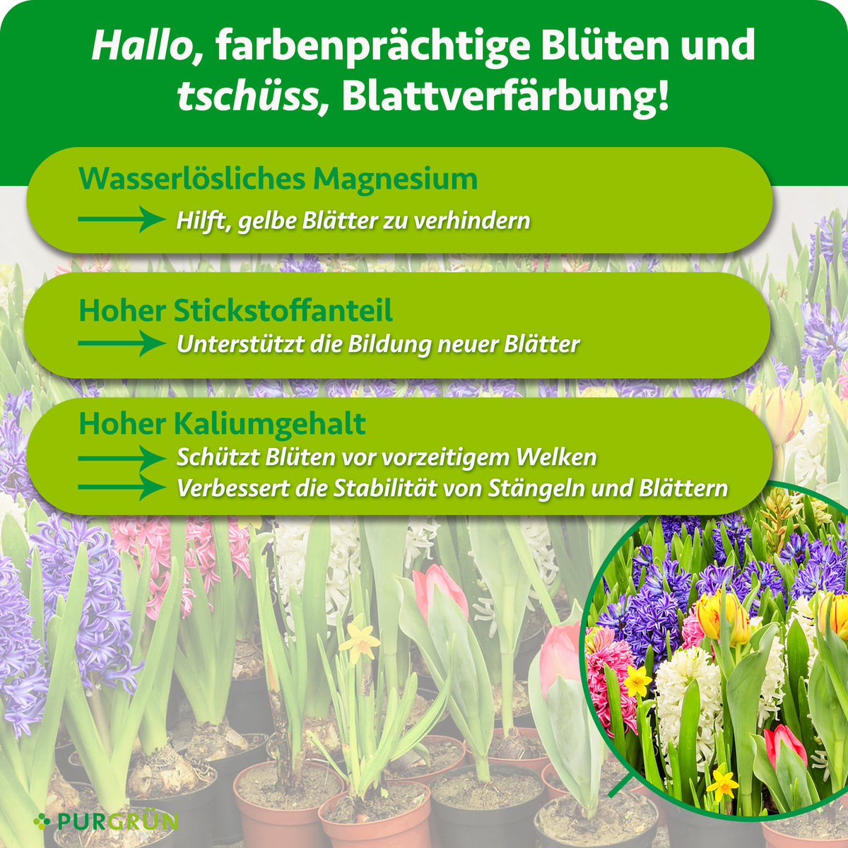 Wasserlösliches Magnesium hilft, gelbe Blätter zu verhindern, hoher Stickstoffanteil unterstützt die Bildung neuer Blätter. Kalium schützt Blüten vor vorzeitigem Welken und verbessert die Stabilität von Stängeln und Blättern.