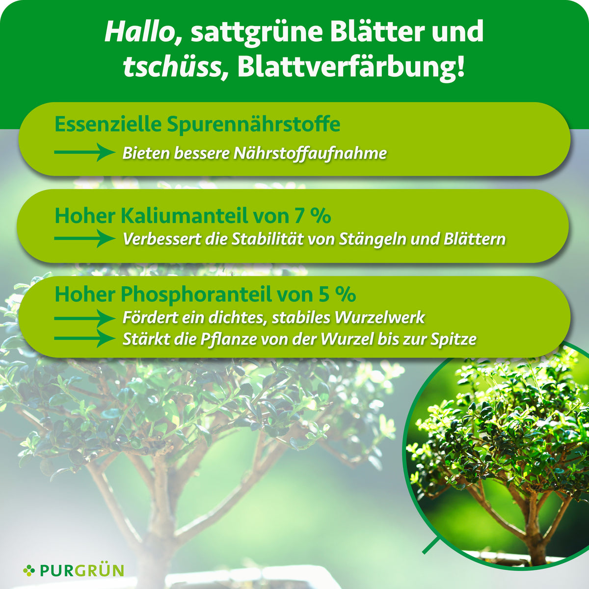 Essenzielle Spurennährstoffe verbessern die Nährstoffaufnahme; 7 % Kalium erhöhen die Stabilität von Stängeln und Blättern. 5 % Phosphor fördern ein dichtes, stabiles Wurzelwerk und stärken die Pflanze von der Wurzel bis zur Spitze.